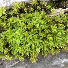 Attēlu rezultāti vaicājumam “Encalypta streptocarpa sporophyte”