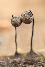 Attēlu rezultāti vaicājumam “Cribraria rufa macro”