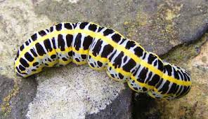 Attēlu rezultāti vaicājumam “Calophasia lunula larva”