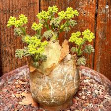 Attēlu rezultāti vaicājumam “Diderma umbilicatum macro”