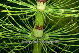 Attēlu rezultāti vaicājumam “Equisetum telmateia”