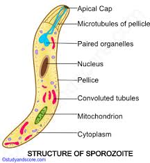 Attēlu rezultāti vaicājumam “Lignydium muscorum plasmodium”