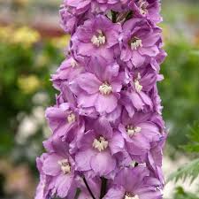 Attēlu rezultāti vaicājumam “Delphinium elatum  flower”