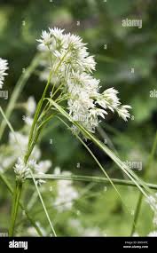 Attēlu rezultāti vaicājumam “Luzula luzuloides leaf”