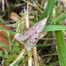 Attēlu rezultāti vaicājumam “Aphomia sociella female”