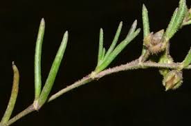 Attēlu rezultāti vaicājumam “Spergularia marina leaf”