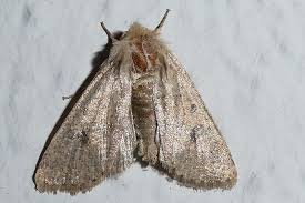 Attēlu rezultāti vaicājumam “Orthosia cruda”