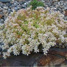 Attēlu rezultāti vaicājumam “Sedum hispanicum flower”