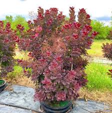 Attēlu rezultāti vaicājumam “Cotinus coggygria”