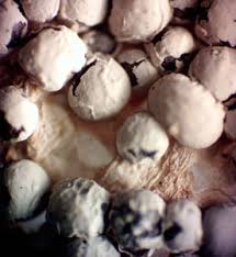 Attēlu rezultāti vaicājumam “Diderma subviridifuscum var. macrospora*”