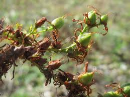 Attēlu rezultāti vaicājumam “Hypericum perforatum bud”