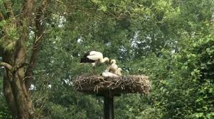 Attēlu rezultāti vaicājumam “Ciconia ciconia juvenile”