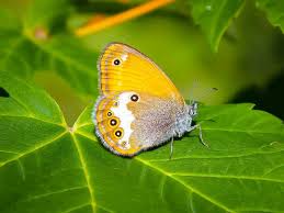 Attēlu rezultāti vaicājumam “Coenonympha arcania”