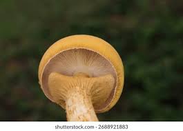 Attēlu rezultāti vaicājumam “Phaeolepiota aurea”