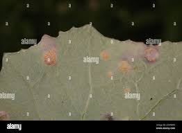 Attēlu rezultāti vaicājumam “Puccinia poarum”