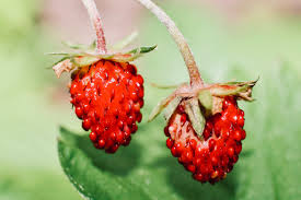 Image result for Rosengewächse