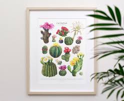 Image result for Cactaceae