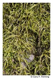 Attēlu rezultāti vaicājumam “Gymnostomum aeruginosum”