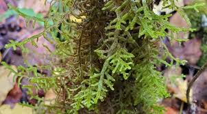 Attēlu rezultāti vaicājumam “Porella platyphylla”