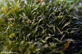 Attēlu rezultāti vaicājumam “Grimmia pulvinata sporophyte”