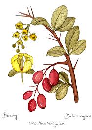 Attēlu rezultāti vaicājumam “Berberis vulgaris”