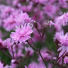 Image result for Lychnis flos-cuculi