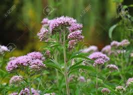 Attēlu rezultāti vaicājumam “Eupatorium cannabinum bud”