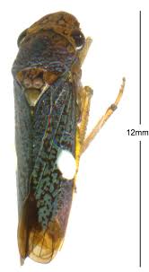 Attēlu rezultāti vaicājumam “Ophiotheca chrysosperma macro”