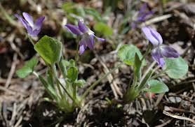 Attēlu rezultāti vaicājumam “Viola collina”