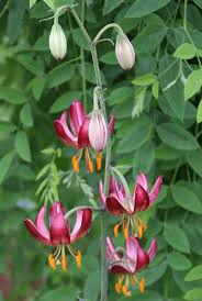 Image result for Lilium martagon `Manitoba Fox`