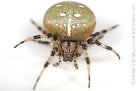 Attēlu rezultāti vaicājumam “Araneus quadratus female”