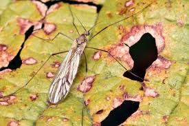 Attēlu rezultāti vaicājumam “Trichocera”