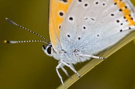 Attēlu rezultāti vaicājumam “Lycaena dispar”