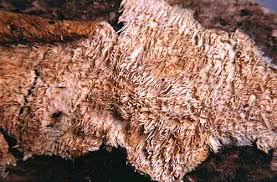 Attēlu rezultāti vaicājumam “Dentipellis fragilis”