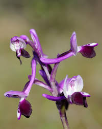 Attēlu rezultāti vaicājumam “Orchis morio”
