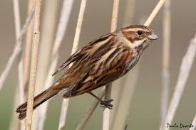Attēlu rezultāti vaicājumam “Emberiza schoeniclus eggs”