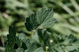 Attēlu rezultāti vaicājumam “Thalictrum minus leaf”
