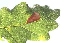 Attēlu rezultāti vaicājumam “Tischeriidae”