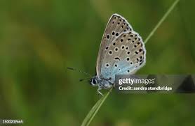 Attēlu rezultāti vaicājumam “Phengaris arion upperside”