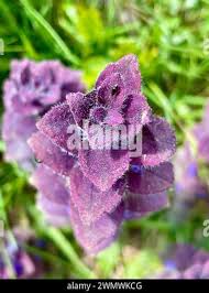 Attēlu rezultāti vaicājumam “Ajuga pyramidalis leaf”