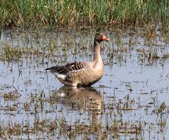 Attēlu rezultāti vaicājumam “Anser anser”