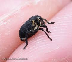 Attēlu rezultāti vaicājumam “Mononychus punctumalbum”