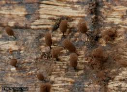 Attēlu rezultāti vaicājumam “Comatricha laxa macro”