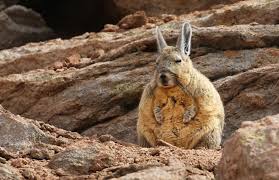 Image result for viscacha