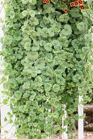 Image result for Glechoma hederacea