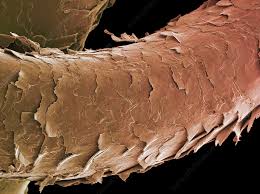 Image result for human hair microscope image