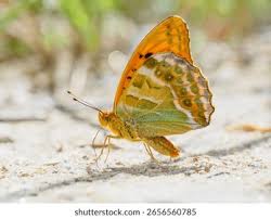 Attēlu rezultāti vaicājumam “Argynnis paphia male”