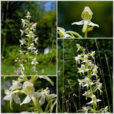 Attēlu rezultāti vaicājumam “Platanthera chlorantha flower”