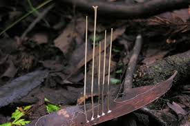 Attēlu rezultāti vaicājumam “Macrotyphula juncea”