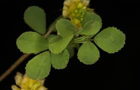 Attēlu rezultāti vaicājumam “Trifolium spadiceum leaf”